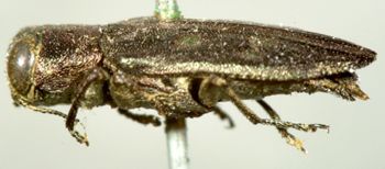 Media type: image;   Entomology 2686 Aspect: habitus lateral view